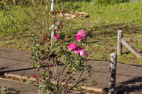 IMGP2495