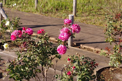 IMGP2494