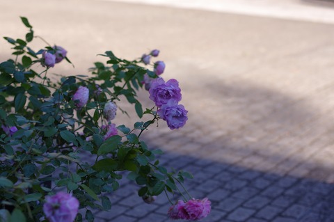 IMGP2485