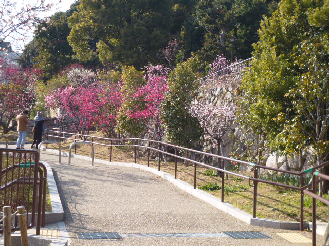 兵庫 岡本梅林公園散歩 青空散歩