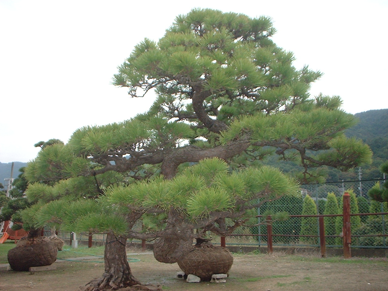日本庭園に使う木 いい家がほしい