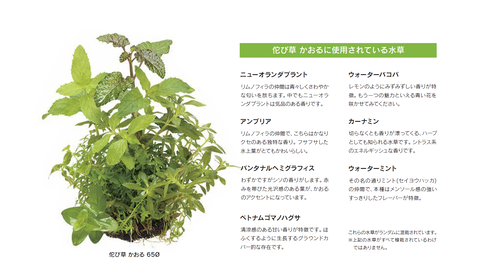 wabi-kusa_kaoru