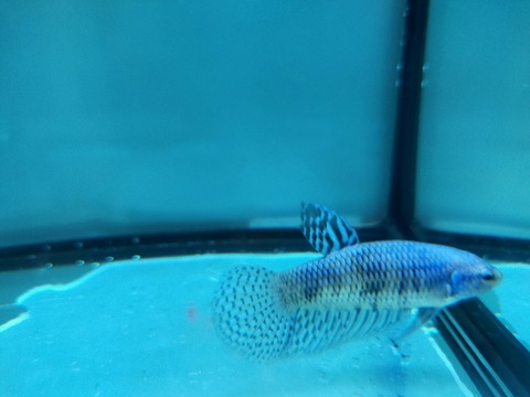 IMG20240922103026