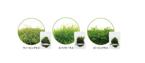 new_moss_bag1