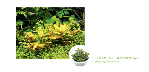 Ludwigia_sphaerocarpa1