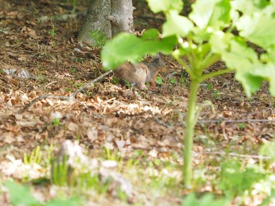 squirrel e-m1 P5260048