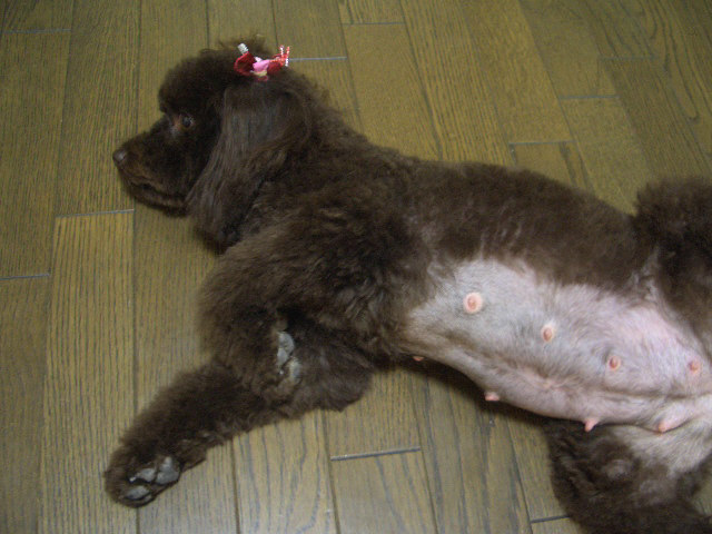 妊娠犬５３日目のトリミング 続 あくまるママ日記