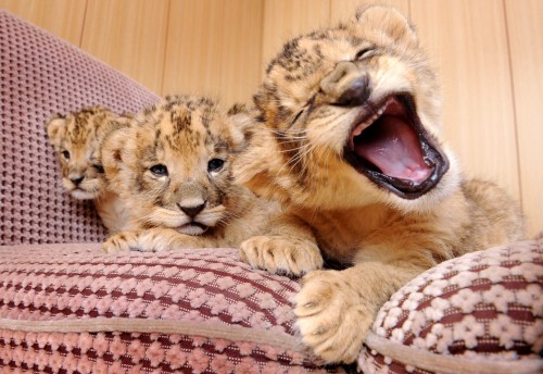 動物の赤ちゃん La Seleccion De Bebe Animal 30歳からのケ セラ セラ Que Sera Sera Desde 30 Anos 動物の赤ちゃん La Seleccion De Bebe Animal 30歳からのケ セラ セラ Que Sera Sera Desde 30 Anos
