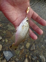 20ookuchi