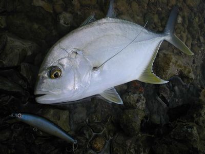 オニヒラメッキ apo のつぶやき オニヒラメッキ apo のつぶやき