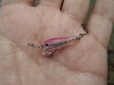 20190424kamemino