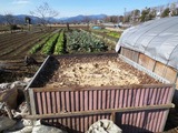 堆肥白菜ブロッコリー