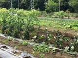(6)茄子とトマト
