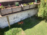 (3) 移植前