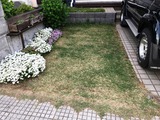 今年の芝生