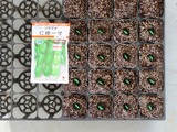 播種