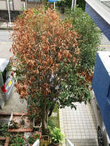 BlogPaint