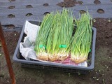 (1)玉ねぎ苗