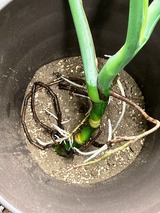 (11) 発根状態