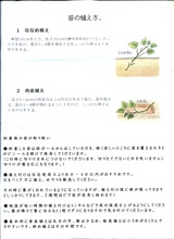 (5)安納芋-1