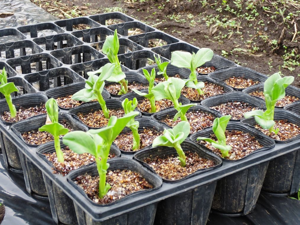 玉ねぎとそら豆の苗を定植しました 楽しく自律するこれからの生き方 Apocワークスへようこそ