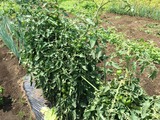 tomato-3