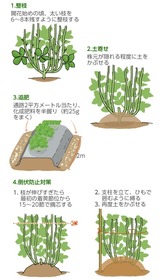 (3) そら豆の管理