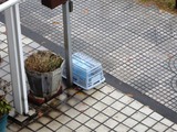 カラス対策
