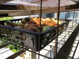 (6)ベランダ天井の野菜ストッカーへ
