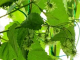 2F