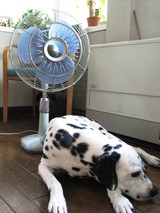 fan-2
