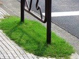 芝生-1
