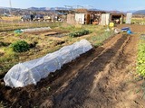 (8) ブロッコリも40cm間隔で8株