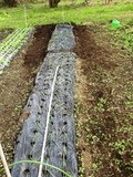 JPG玉葱定植