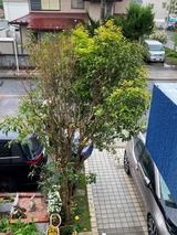 (6) 金木犀の芽生え