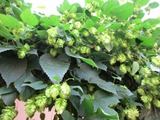 hop-5
