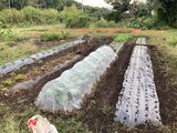(4) 玉葱の畝つくり