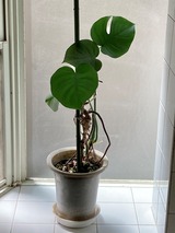 (5) 剪定後の浴室株