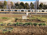 (11) のらぼう菜とJR五日市線登り電車