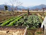 白菜ブロッコリー