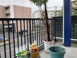 (1) 植え替え前
