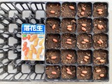 (3)サカタのタネ
