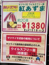 (4) 紅あずま苗@JOYFUL本田