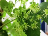 ホップ毛花