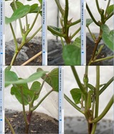 (15-2) 脇芽の発芽確認