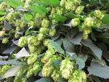 hop-2