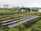 定植前