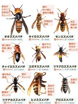 スズメバチの種類