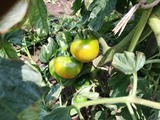 tomato-1
