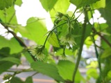 ホップの開花